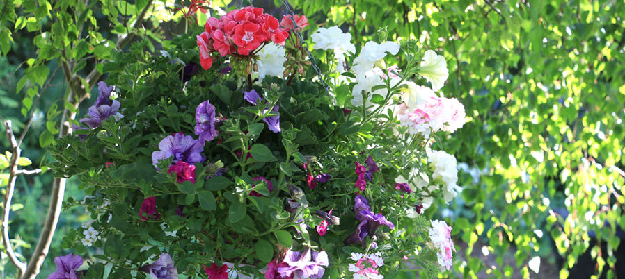 Hanging+basket_banner-2020(505)